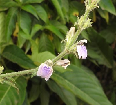 Justicia wynaadensis, photographed by Hopeland