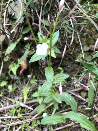 Epilobium amurense, photographed by 鄭雪雲