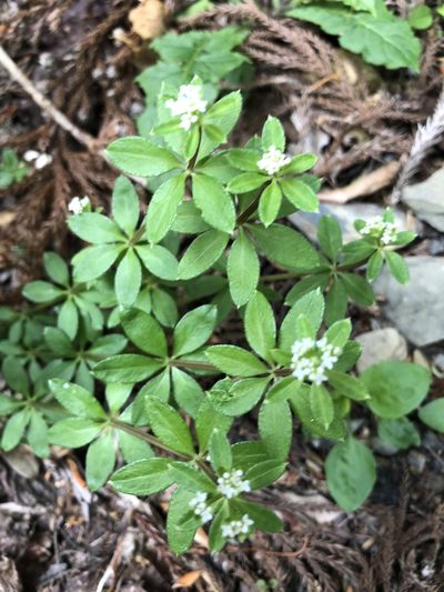 Galium echinocarpum, photographed by 鄭雪雲