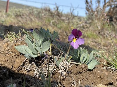 Viola trinervata, photographed by John Leszczynski