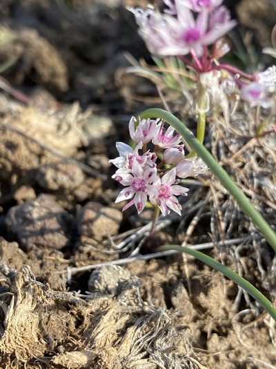 Allium macrum, photographed by John Leszczynski