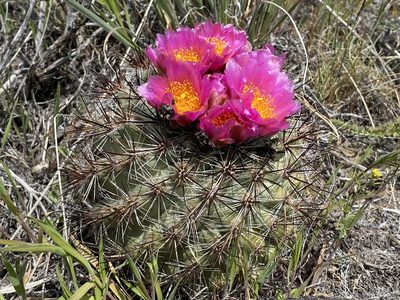 Pediocactus nigrispinus, photographed by John Leszczynski
