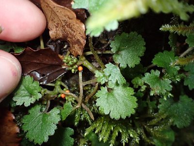 Gunnera monoica, photographed by Lisa Bennett
