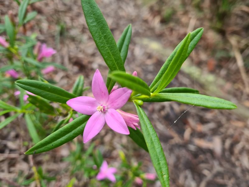 Crowea saligna, photographed by Andrew Harvey
