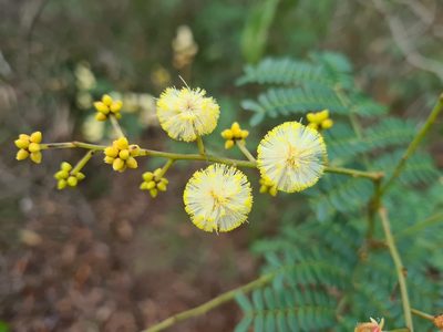 Acacia terminalis, photographed by Andrew Harvey