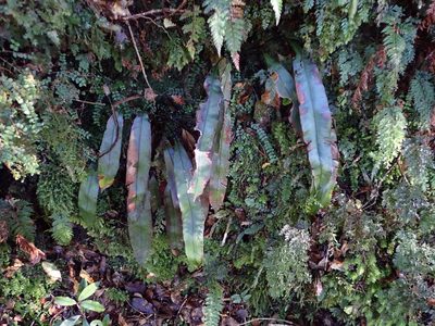 Austroblechnum colensoi, photographed by Lisa Bennett