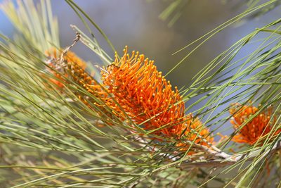 Grevillea pteridifolia, photographed by Melissa Doherty