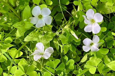 Oxalis incarnata, photographed by Chuck Wilson