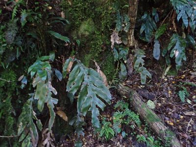 Austroblechnum colensoi, photographed by Lisa Bennett