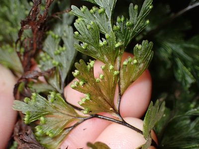 Hymenophyllum demissum, photographed by Lisa Bennett
