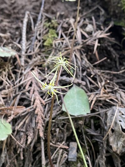 Coptis occidentalis, photographed by marek