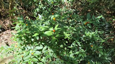 Solanum pseudocapsicum, photographed by Sandy