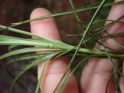 Dracophyllum filifolium, photographed by Lisa Bennett
