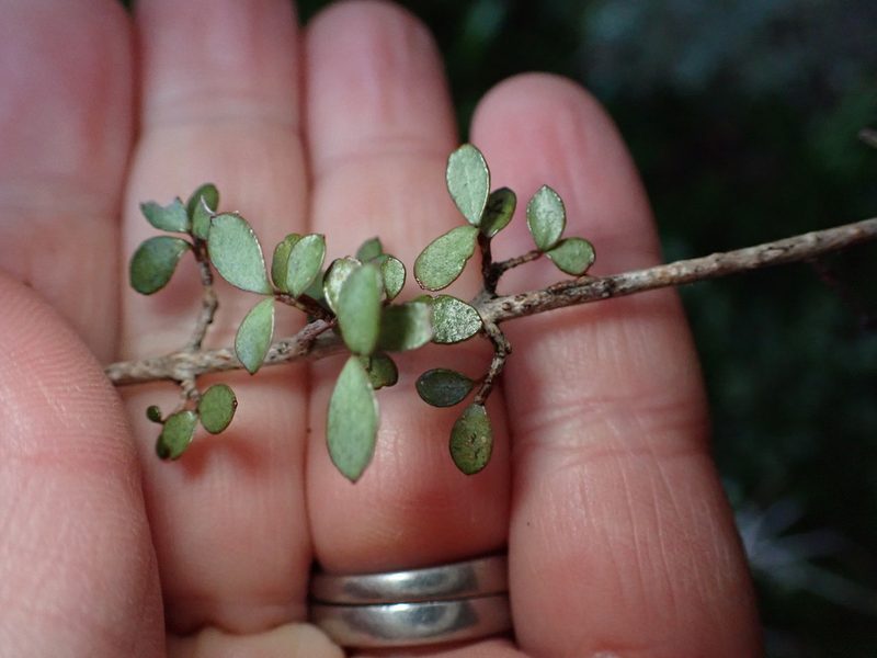 Neomyrtus pedunculata, photographed by Lisa Bennett