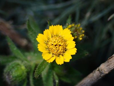 Layia hieracioides, photographed by Cricket Raspet