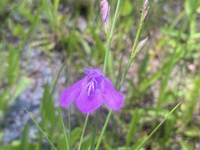 Dianthera angusta