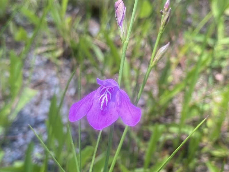 Dianthera angusta, photographed by Dwight Kingsbury