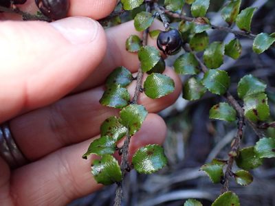 Gaultheria antipoda, photographed by Lisa Bennett