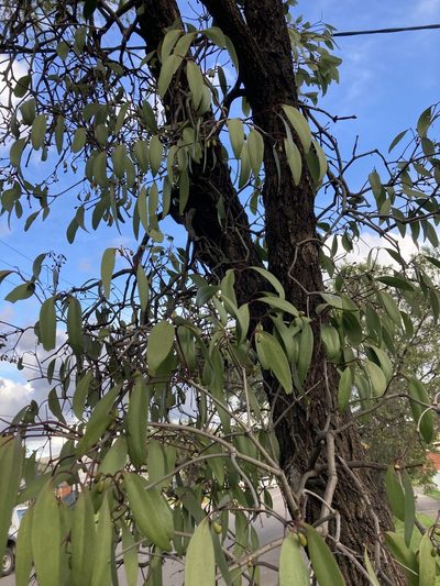 Muellerina eucalyptoides, photographed by Thomas Mesaglio