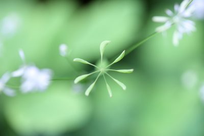 Thalictrum clavatum, photographed by April McNiff