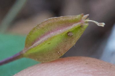 Erythranthe inconspicua, photographed by Ken-ichi Ueda