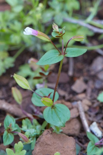 Erythranthe inconspicua, photographed by Ken-ichi Ueda