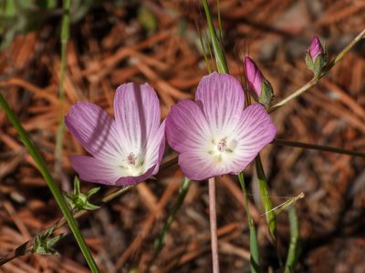 Sidalcea sparsifolia, photographed by James M. Maley