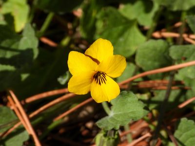 Viola pedunculata, photographed by James M. Maley