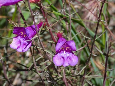 Penstemon heterophyllus, photographed by James M. Maley