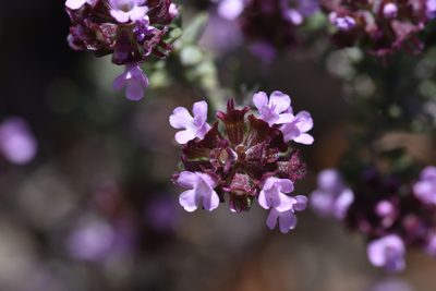 Thymus vulgaris, photographed by Jacqueline Jeanne