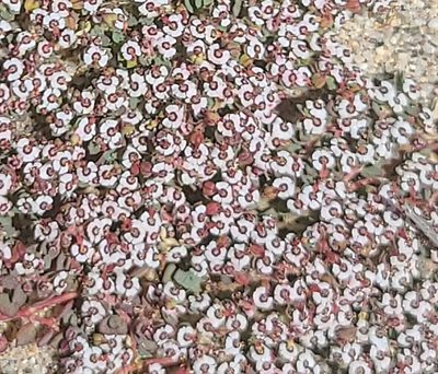 Euphorbia polycarpa, photographed by Charla