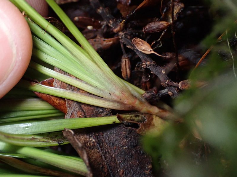 Libertia micrantha, photographed by Lisa Bennett