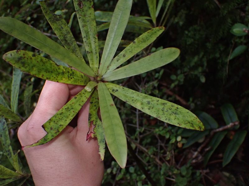 Myrsine salicina, photographed by Lisa Bennett