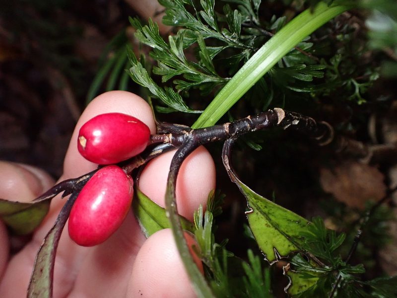 Alseuosmia pusilla, photographed by Lisa Bennett