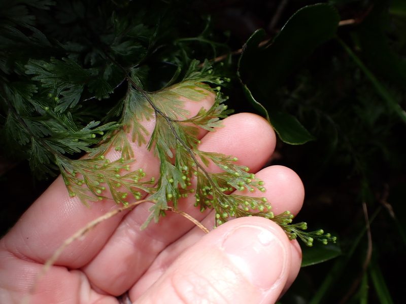 Hymenophyllum dilatatum, photographed by Lisa Bennett