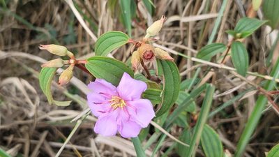 Melastoma malabathricum, photographed by Sandy