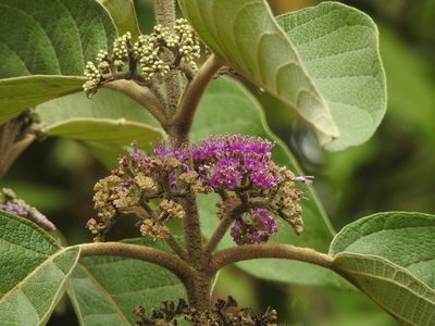Callicarpa tomentosa, photographed by Hopeland