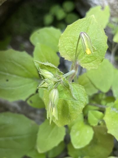 Erythranthe bergeri, photographed by Matt Berger