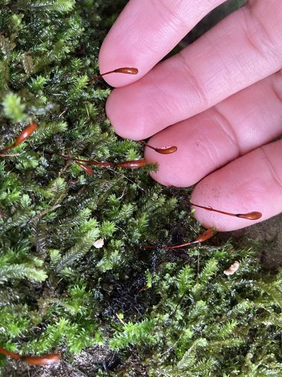 Racopilum robustum, photographed by Danielle