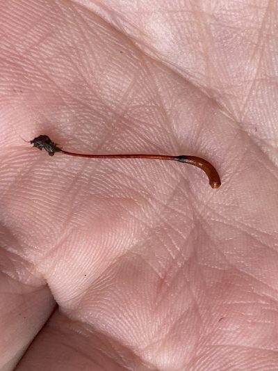 Racopilum robustum, photographed by Danielle