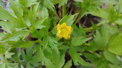 Ranunculus carolinianus, photographed by Ryan Sorrells