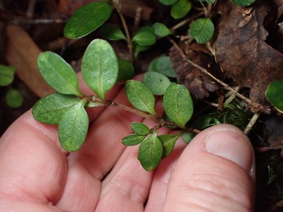 Coprosma colensoi, photographed by Lisa Bennett
