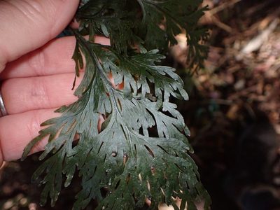 Hymenophyllum dilatatum, photographed by Lisa Bennett
