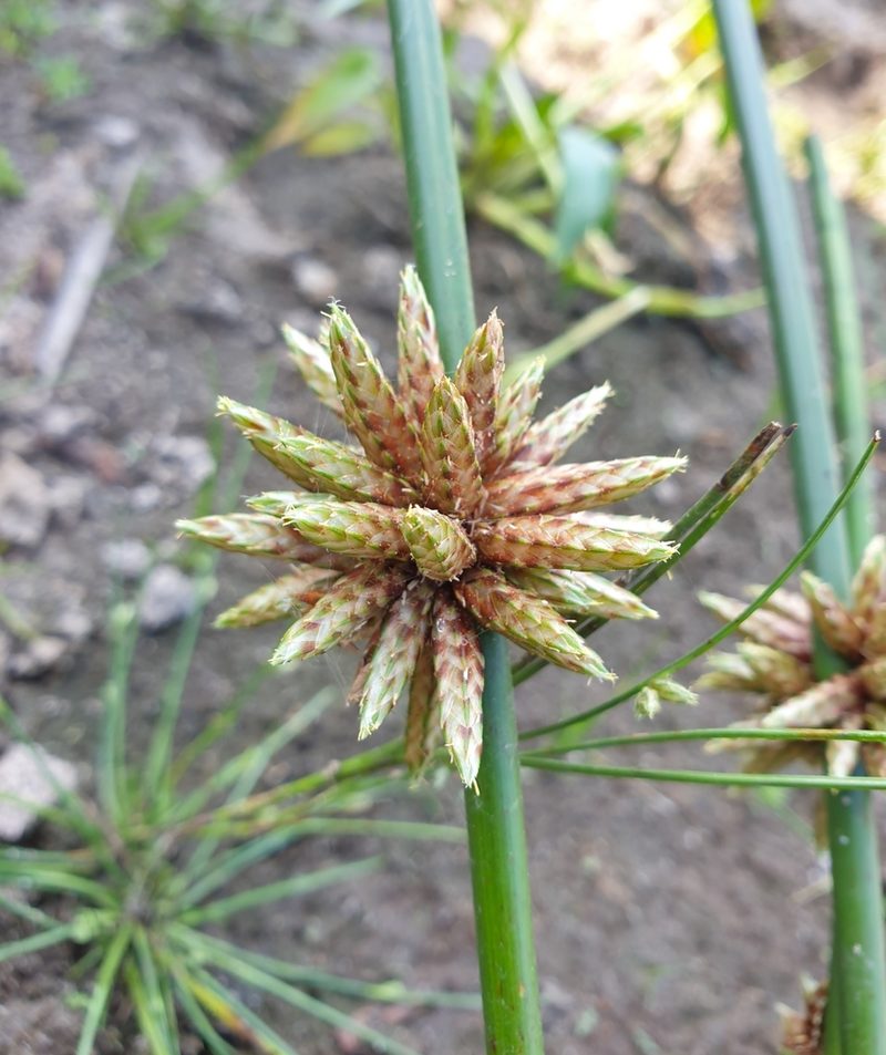 Schoenoplectiella articulata, photographed by Aravinth
