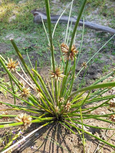 Schoenoplectiella articulata, photographed by Aravinth