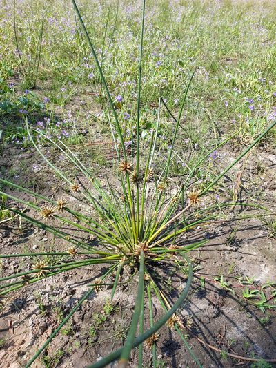 Schoenoplectiella articulata, photographed by Aravinth