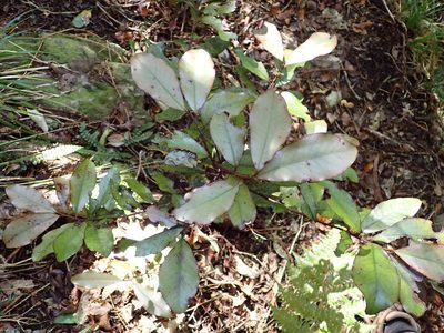 Pseudowintera colorata, photographed by Lisa Bennett