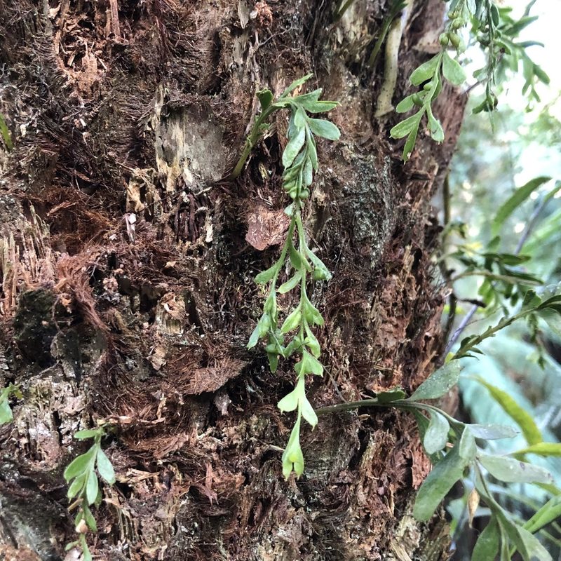 Tmesipteris obliqua, photographed by James K. Douch
