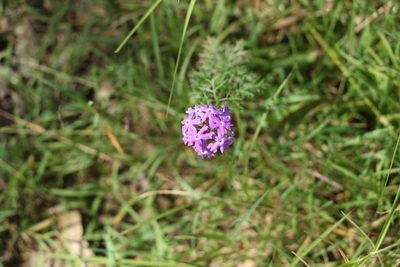 Verbena aristigera, photographed by Greg Tasney