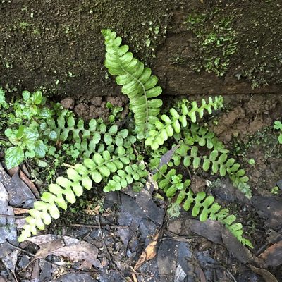 Cranfillia fluviatilis, photographed by James K. Douch
